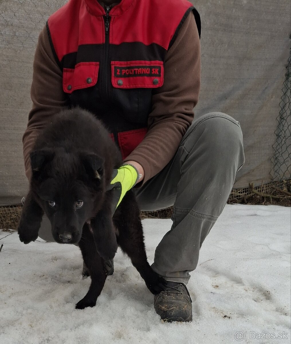 Nemecký ovčiak - 2