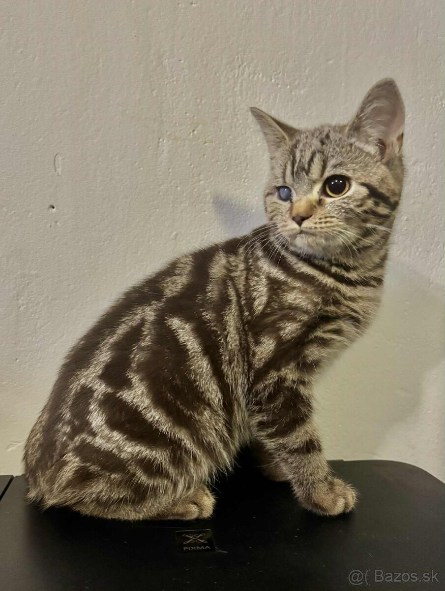 Britske maciatka - 2