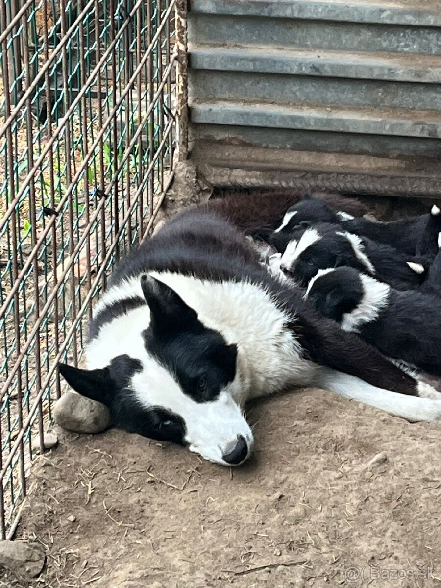 Karelsky Medvedí pes - 2