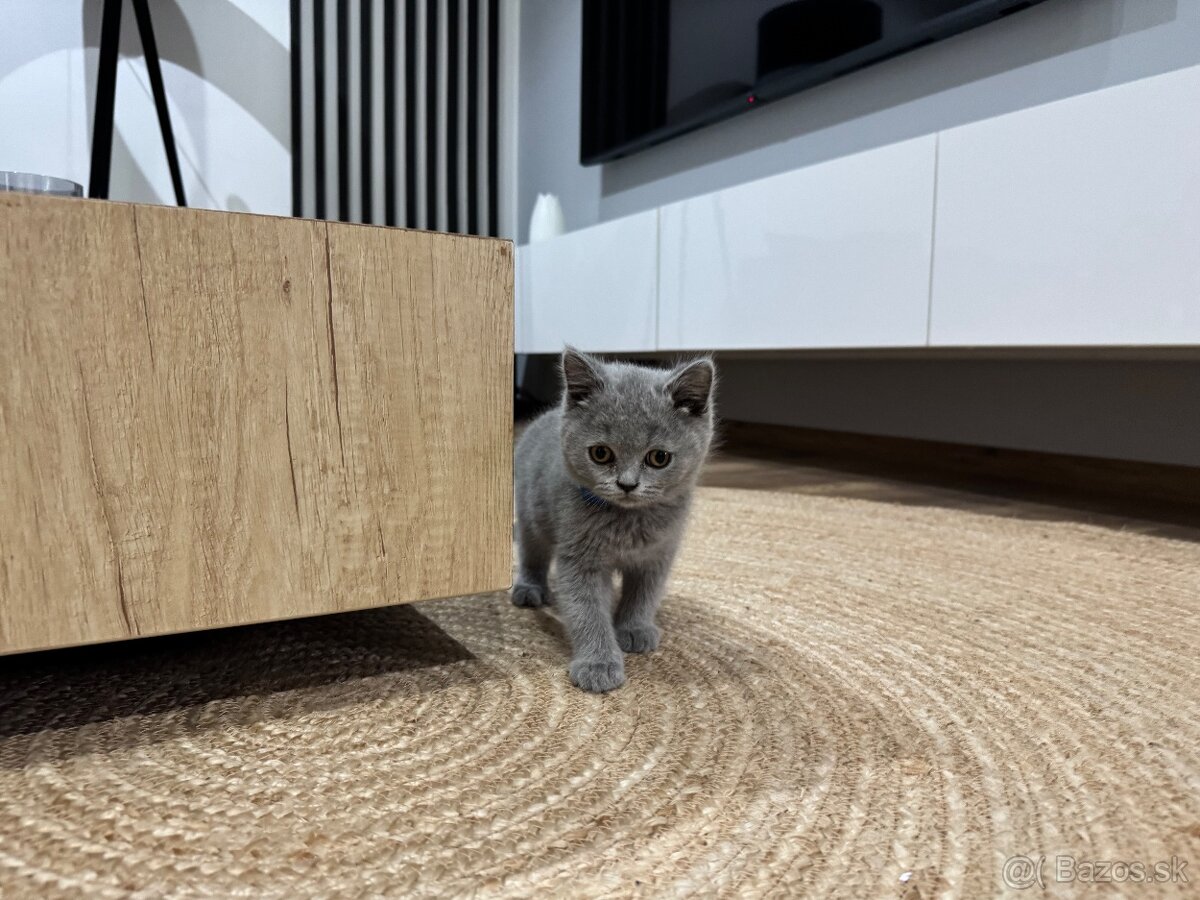 BRITSKÉ MODRÉ MAČIATKA - 2