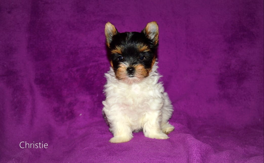 Biewer-yorkshirsky terier mini s pp - 2