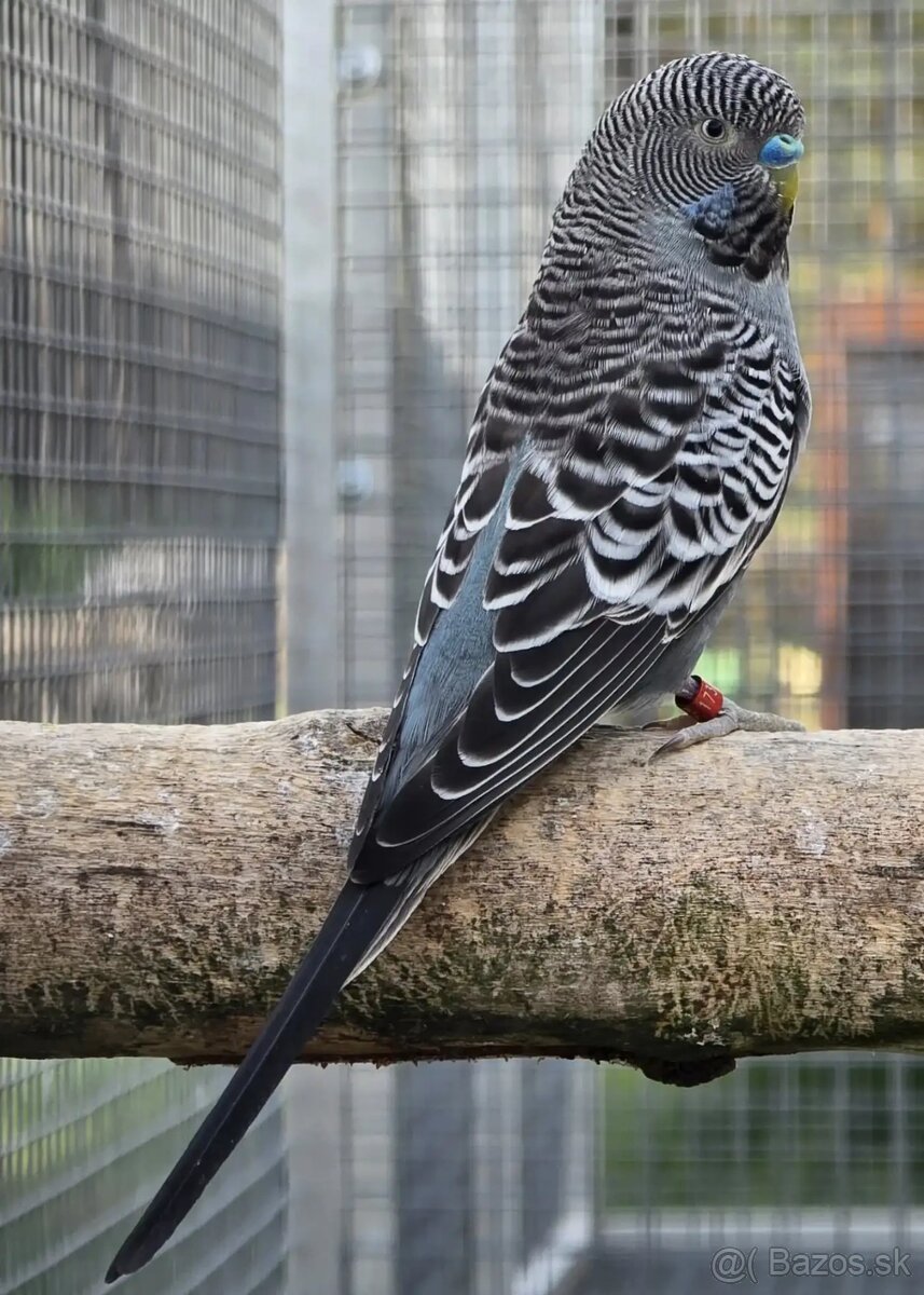 Andulka Blackface - 2