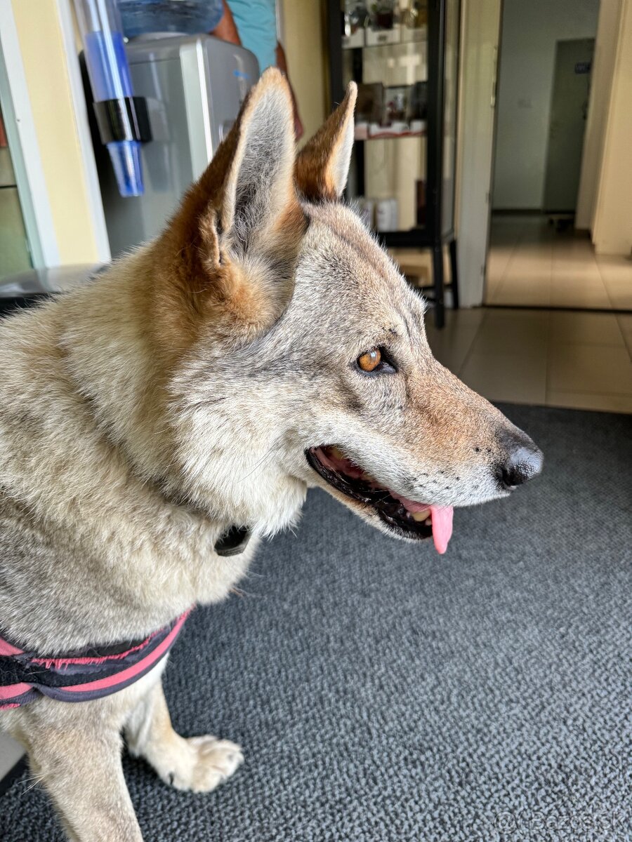 Darujem fenku – Československý vlčiak - 2