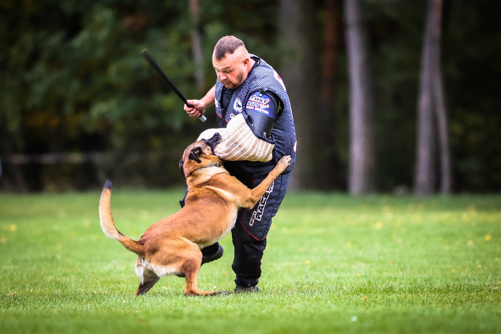 Belgický ovciak malinois - 2