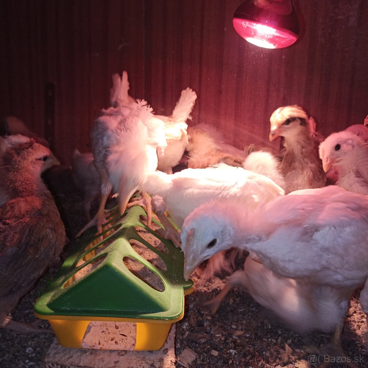 Ponúkame kuriatka - 2