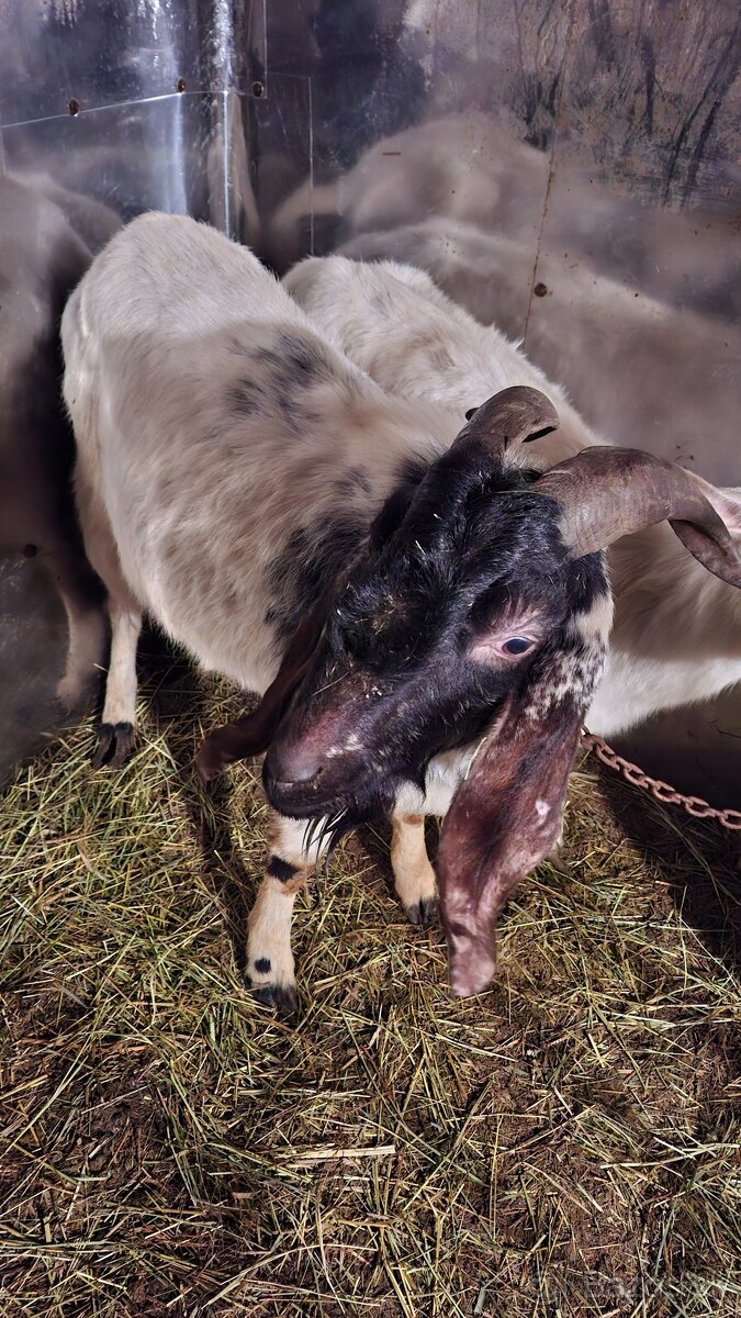 Anglonubijsky cap - 2