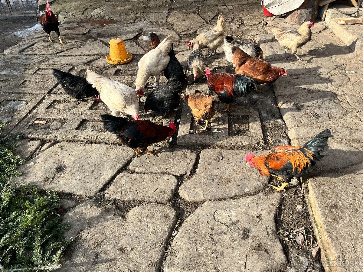 Predám kohúty Vlašáky - 2