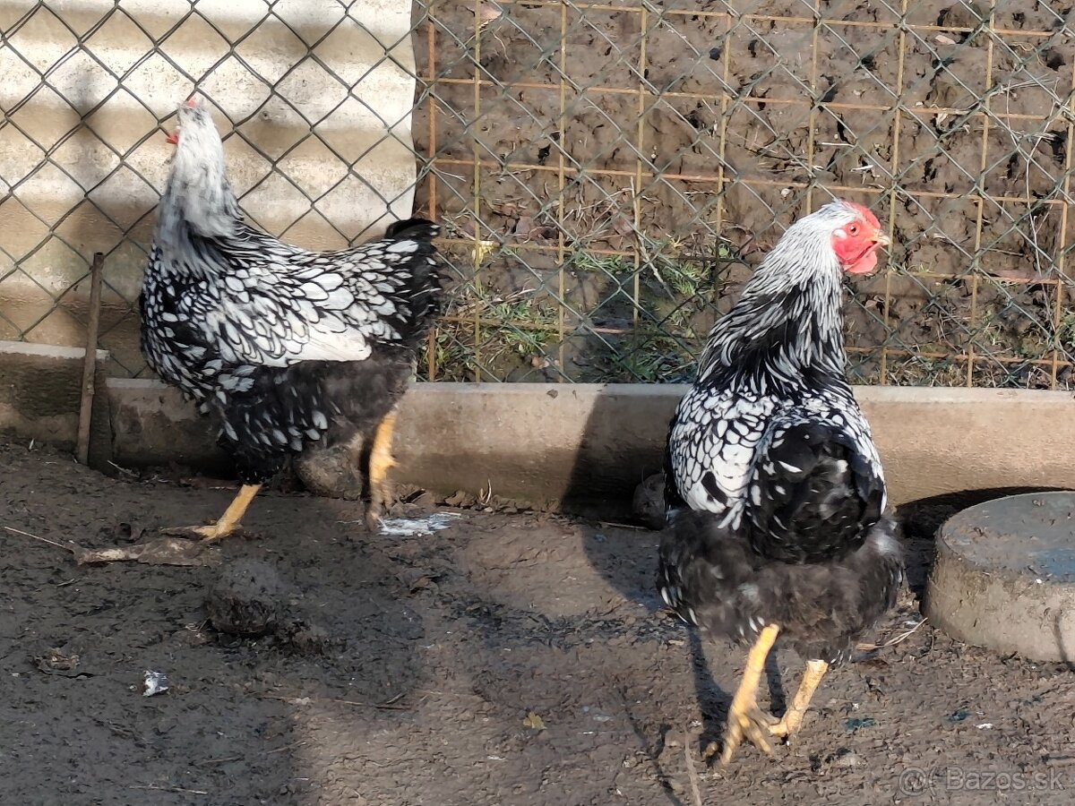 Wyandotka strieborná, veľká forma - 2