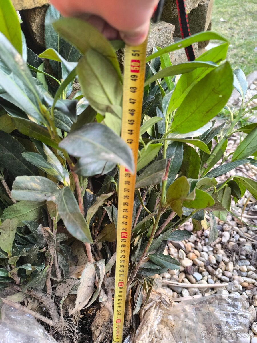 Vavrinovec Caucasica - 2