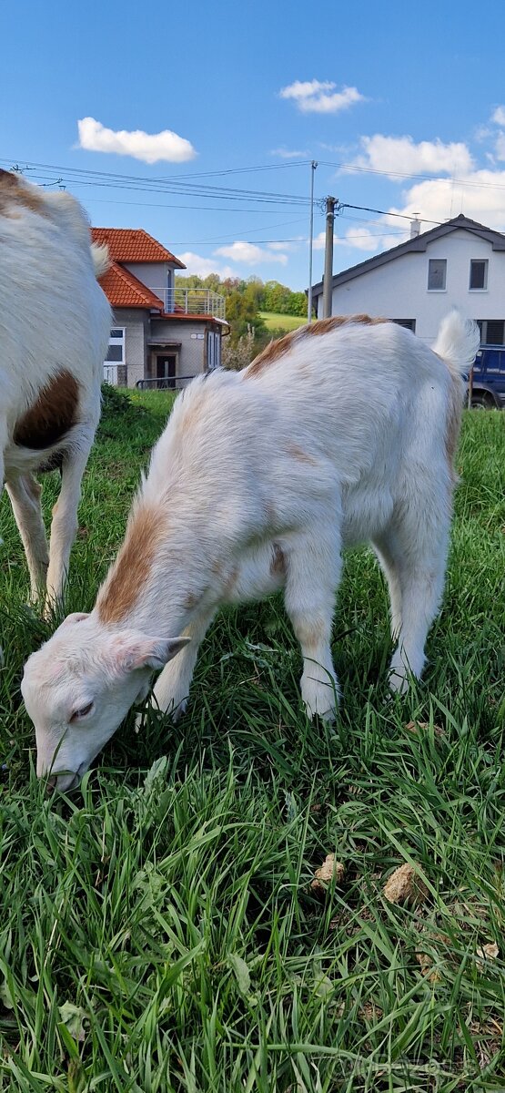 Capkovia na predaj - 2