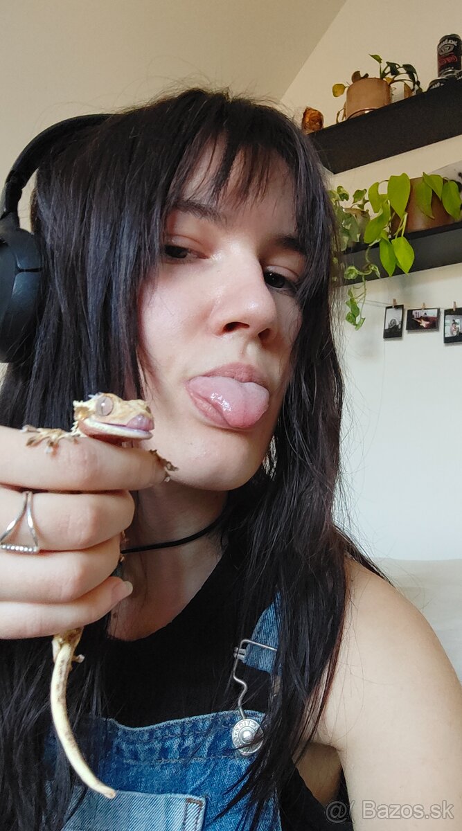 Pagekon riasnatý - 2