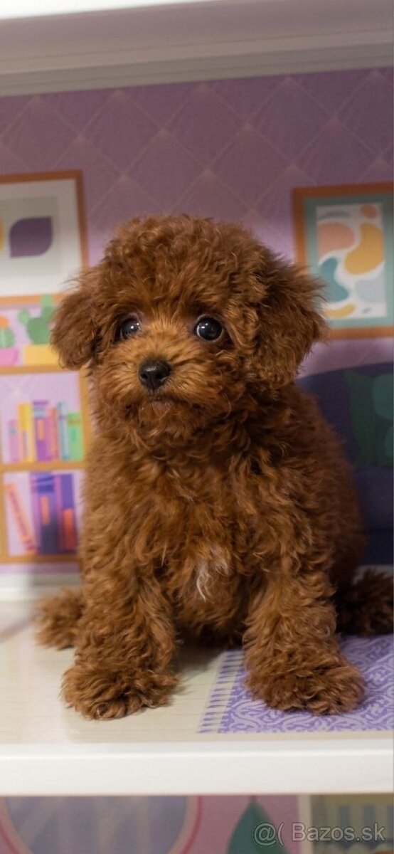 psík plemena Mini Red Toy Poodle - 2