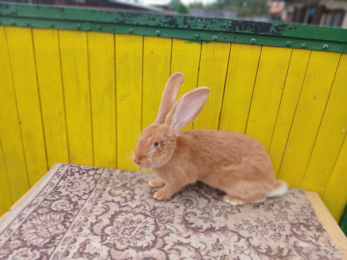 Belgicky obor-žltý - 2