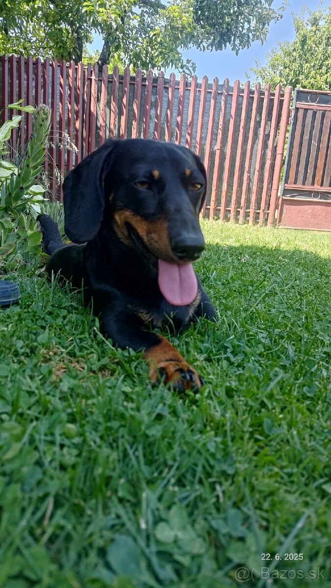 Jazvečík na krytie - 2