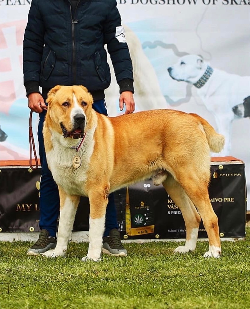SAO Stredoázijský ovčiak Stredoazijsky ovčiak - 2