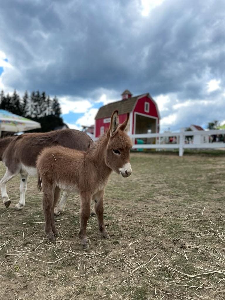 Stredozemný miniatúrny somárik - 2