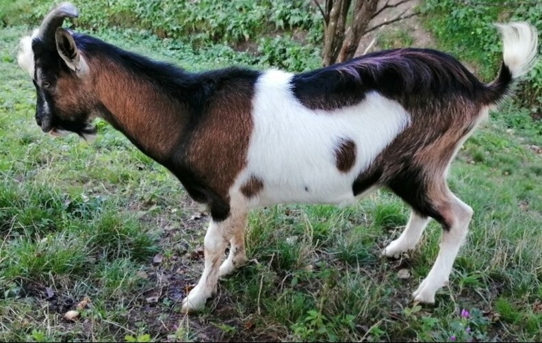 predám mladého capa, už pripustil - 2