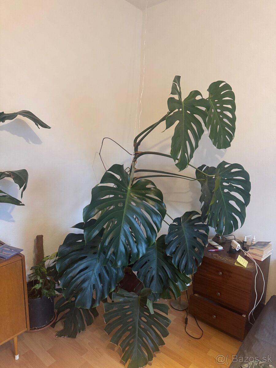 Monstera 190 cm - 2