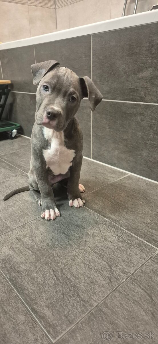 American bully XL - 2