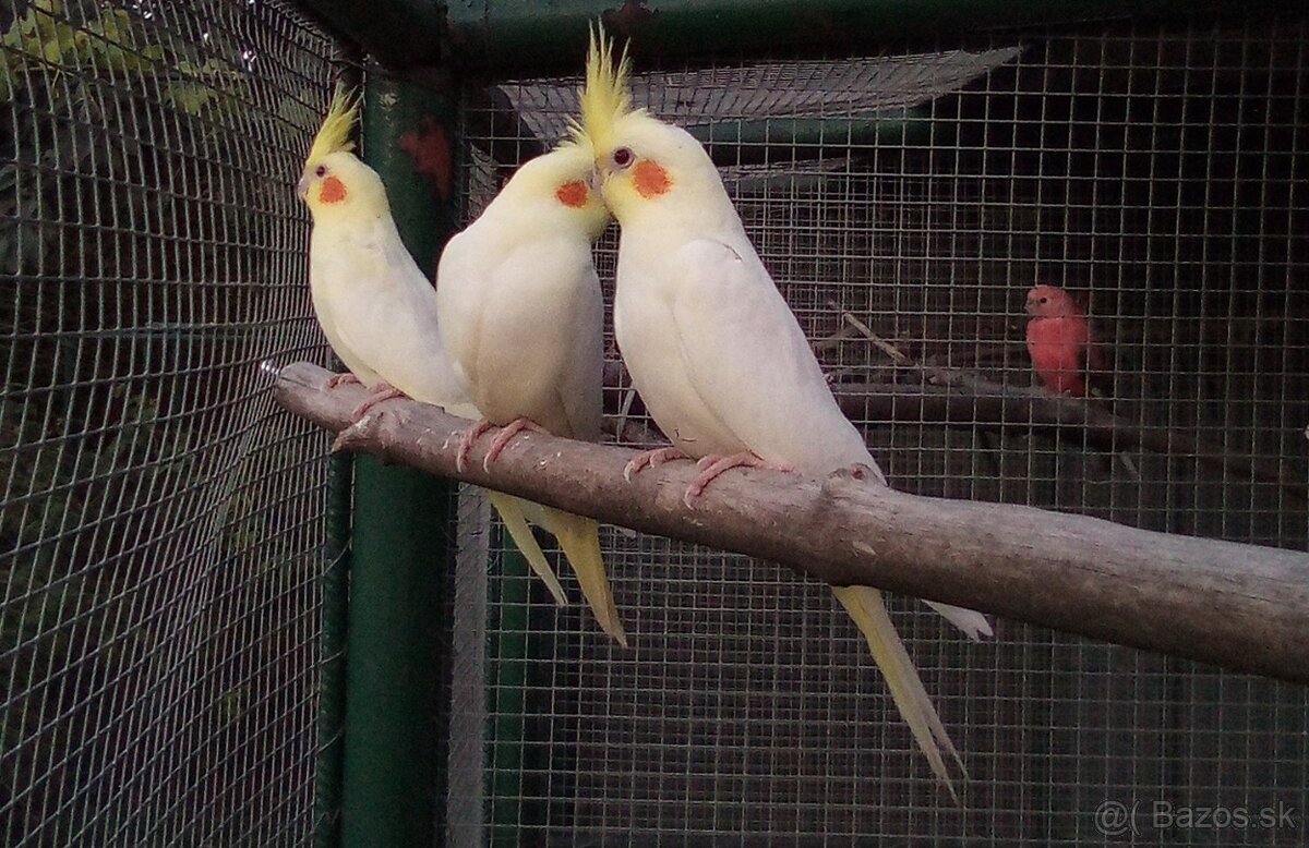 Korely lutino - albino - 2