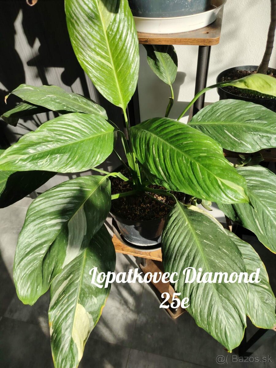 Izbové rastliny - 2