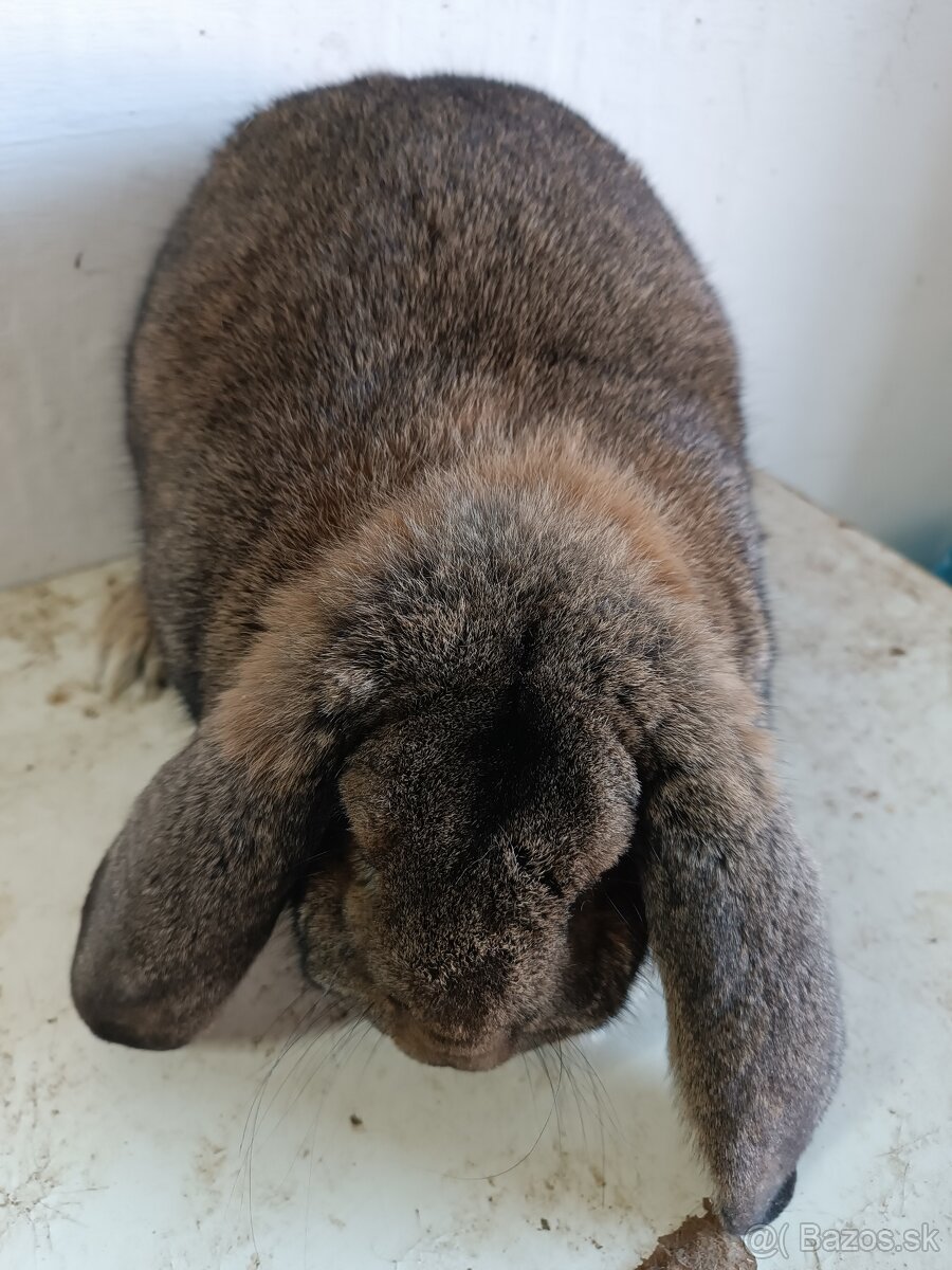 Francúzsky baran - 2