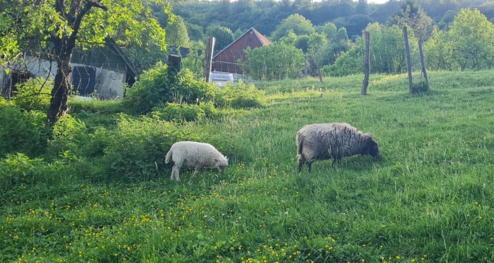 Quessantske miniovečky - 2