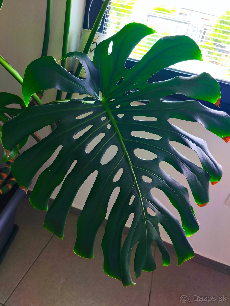 Monstera - 2