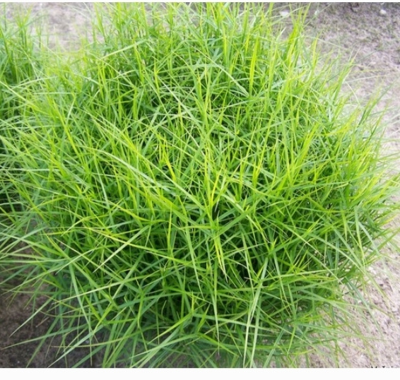 Ostrica palmová - 2
