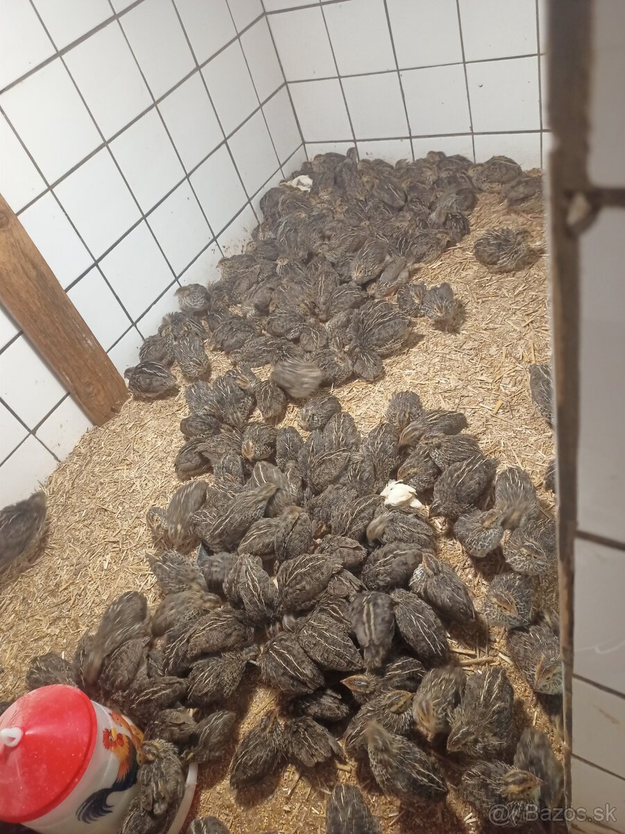 Japonské prepeličky - 2