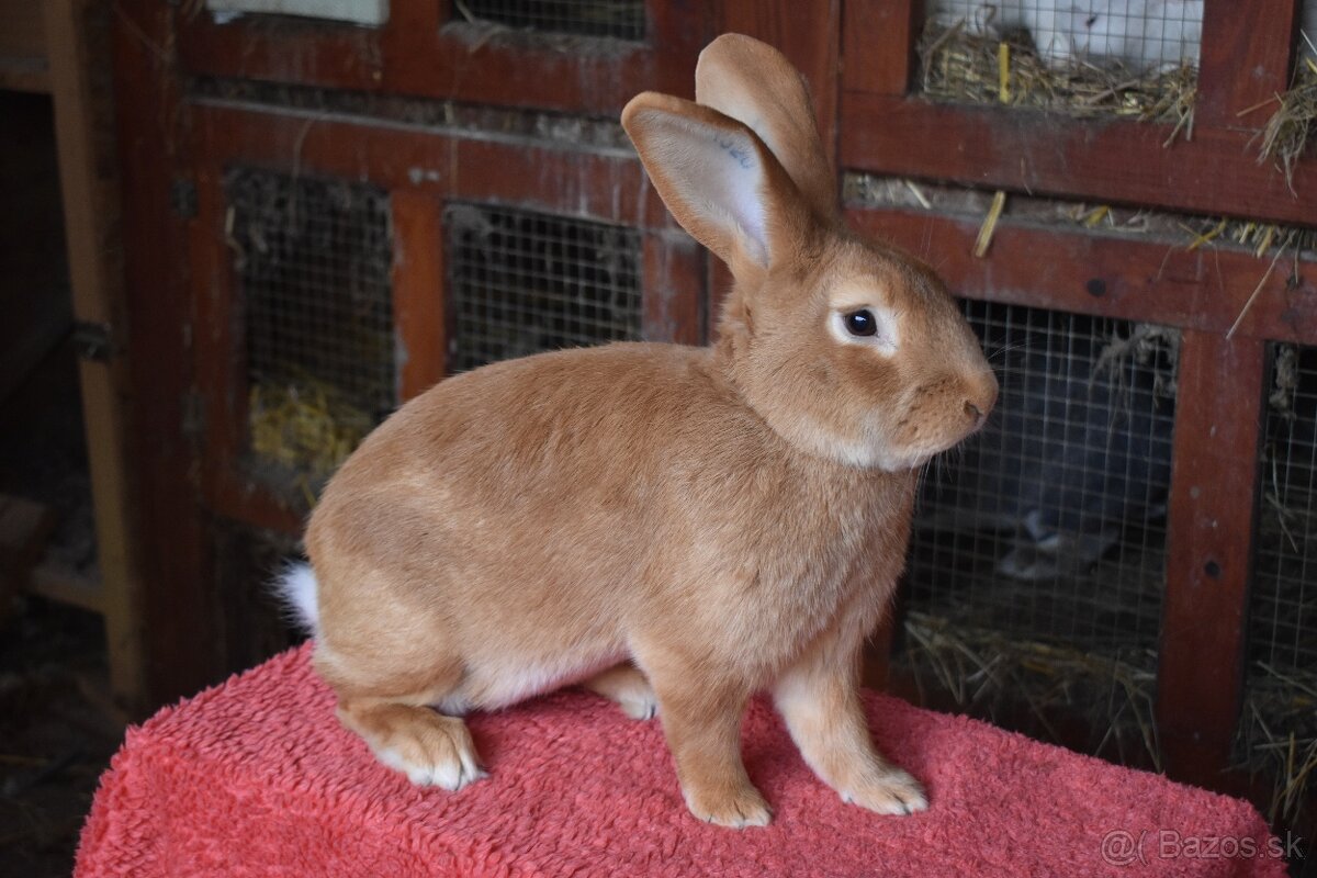 Predam Burgundsky - 2