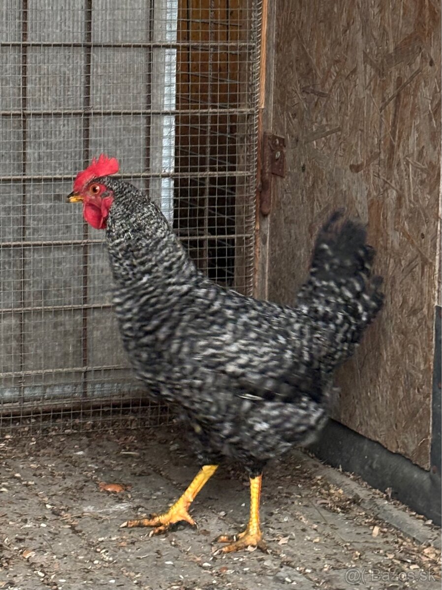 Jarabatý kohút - 2