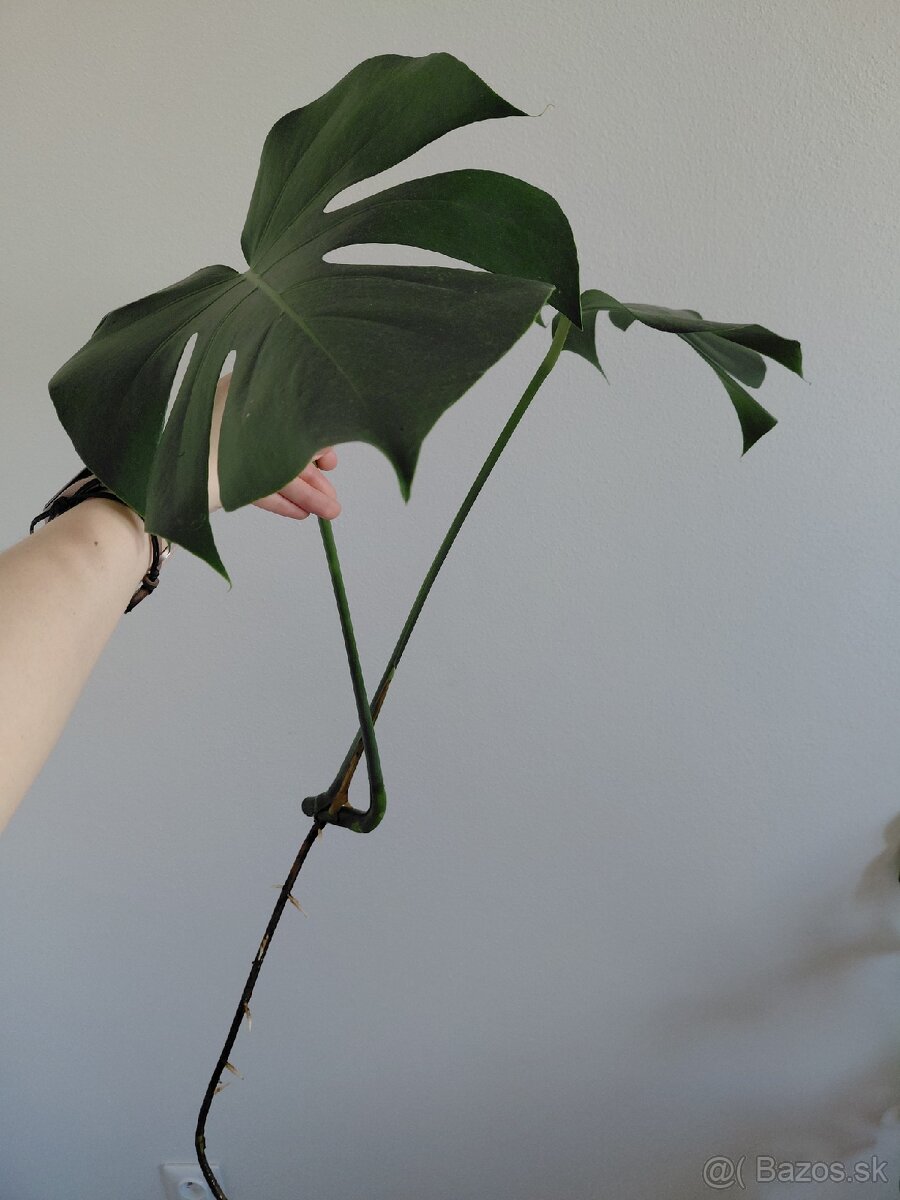 Vrchol monstera deliciosa - 2