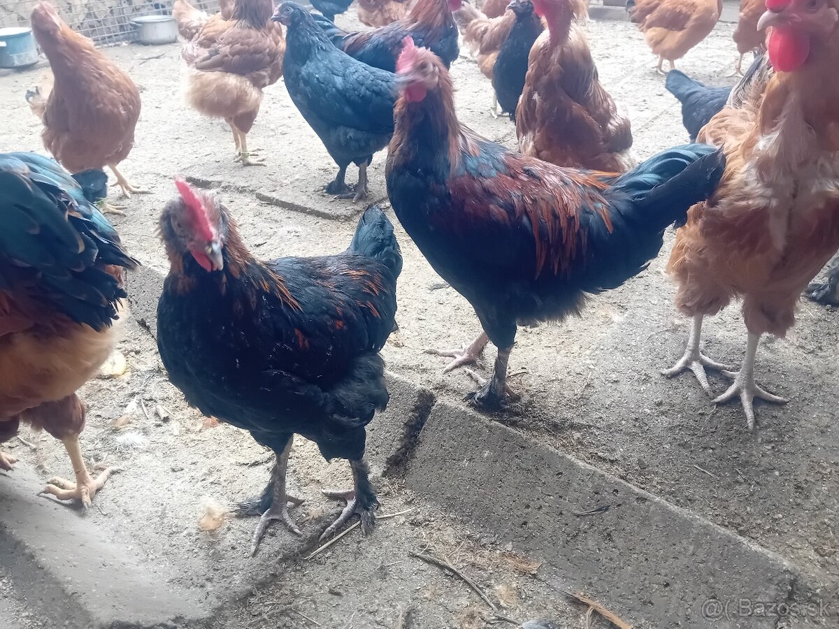 Kohúty Marans - 2