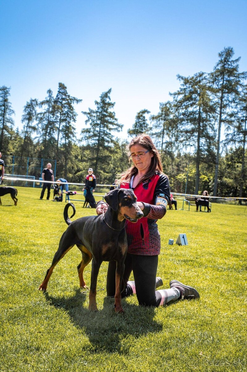 Doberman - štěňata s PP, možnost rezervace - 2
