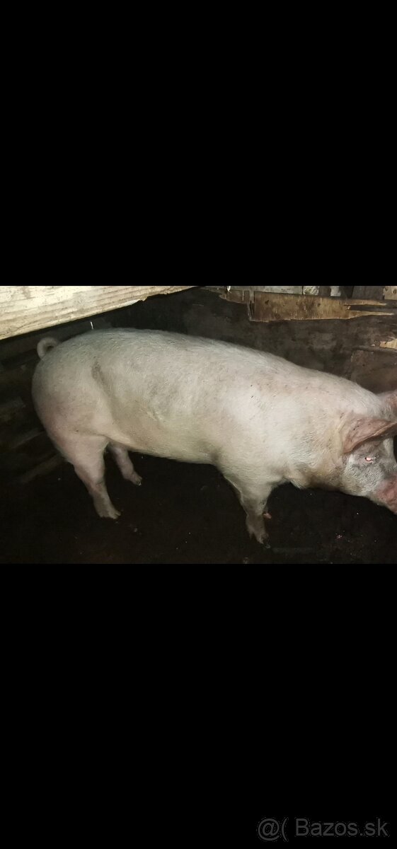 Predám prasa - 2