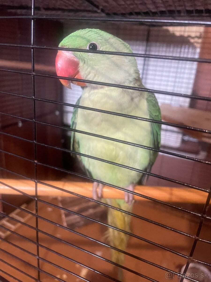 🦜 Na predaj – Alexandrin veľký - 2