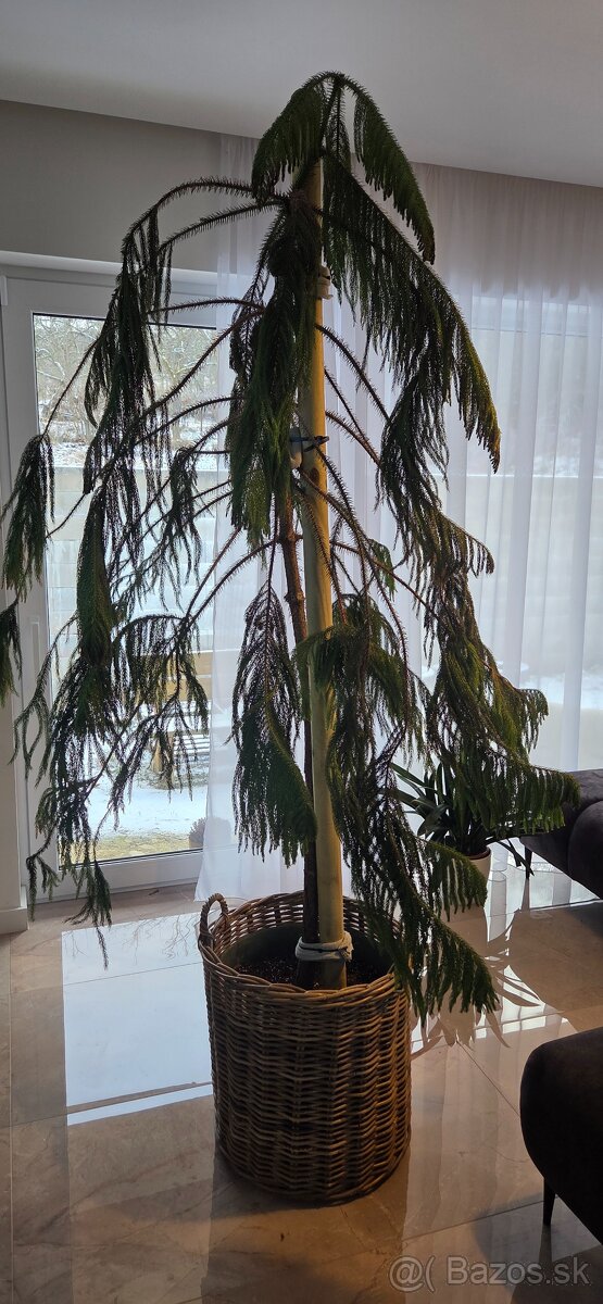 Araucaria cca 30 ročná - 2