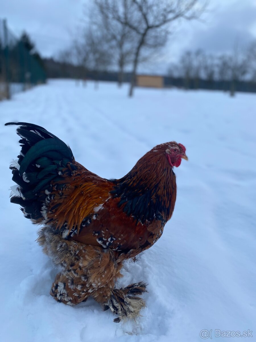 Brahmanka porcelanova - 2