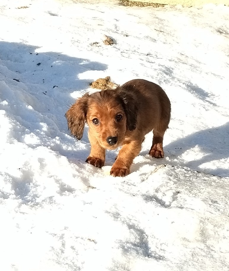 Jazvečík dlhosrsty štandard - 2