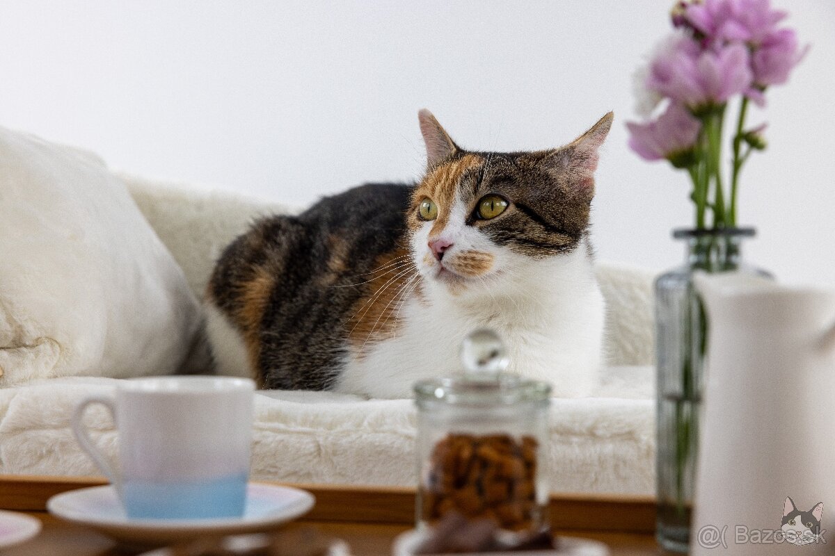 ZUZKA hľadá domov - 2