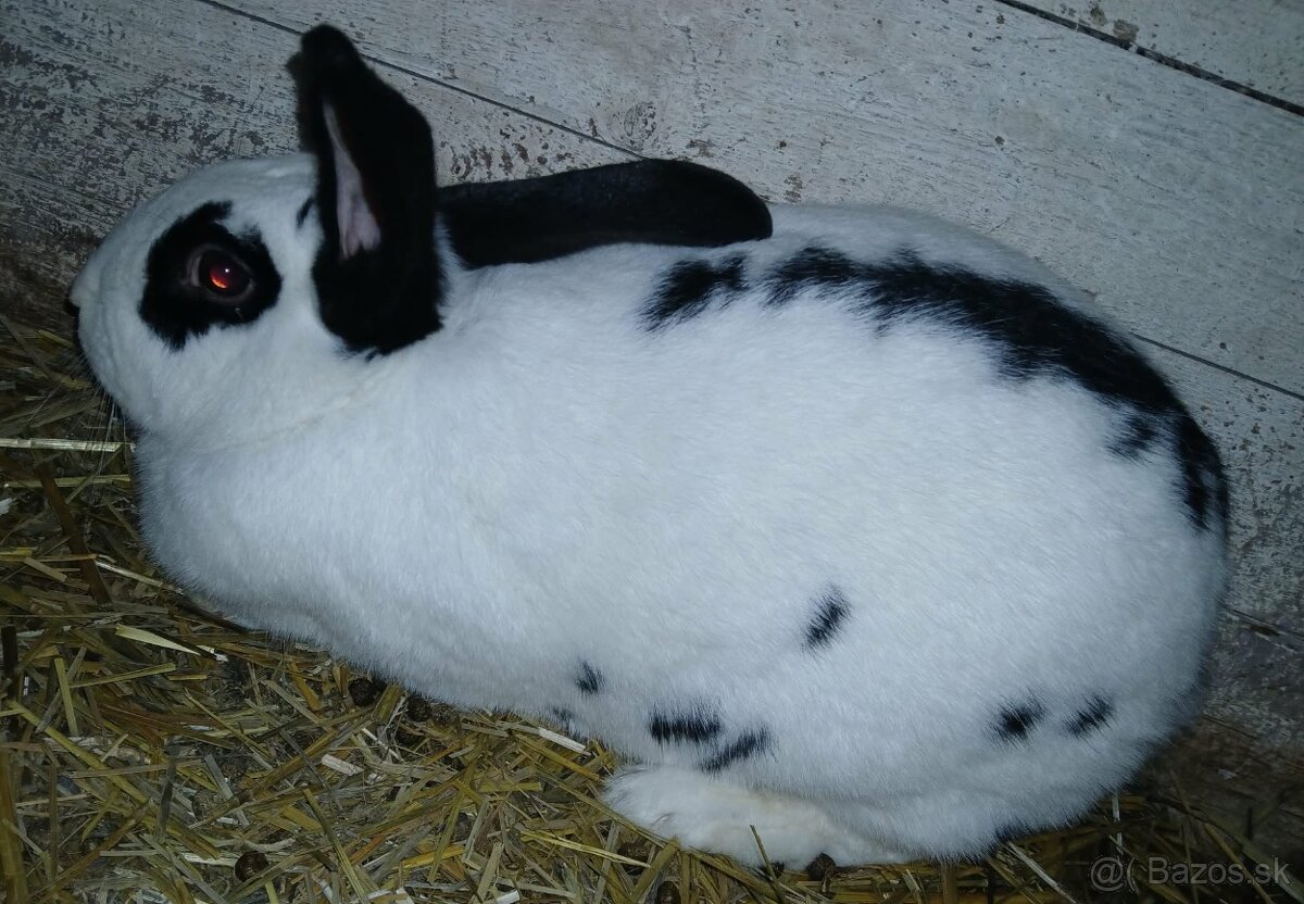 Predam kraliky samičky - 2