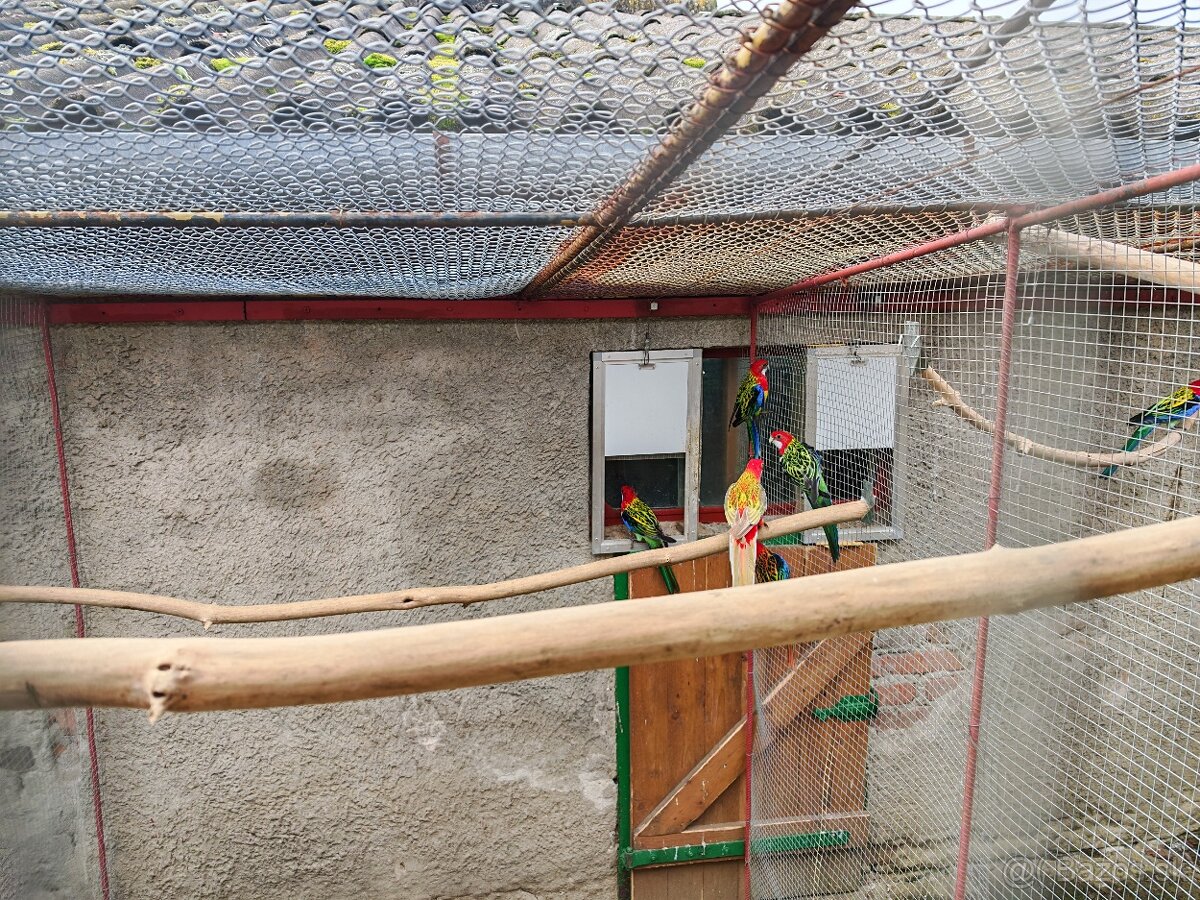 predám rozely pestré - 2