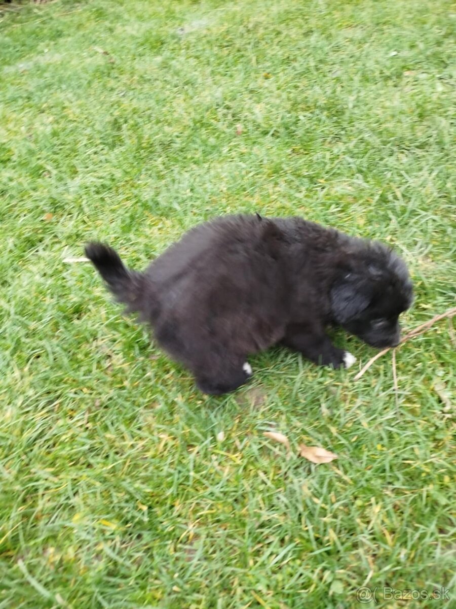 ŠTENIATKA – okres Skalica - 2