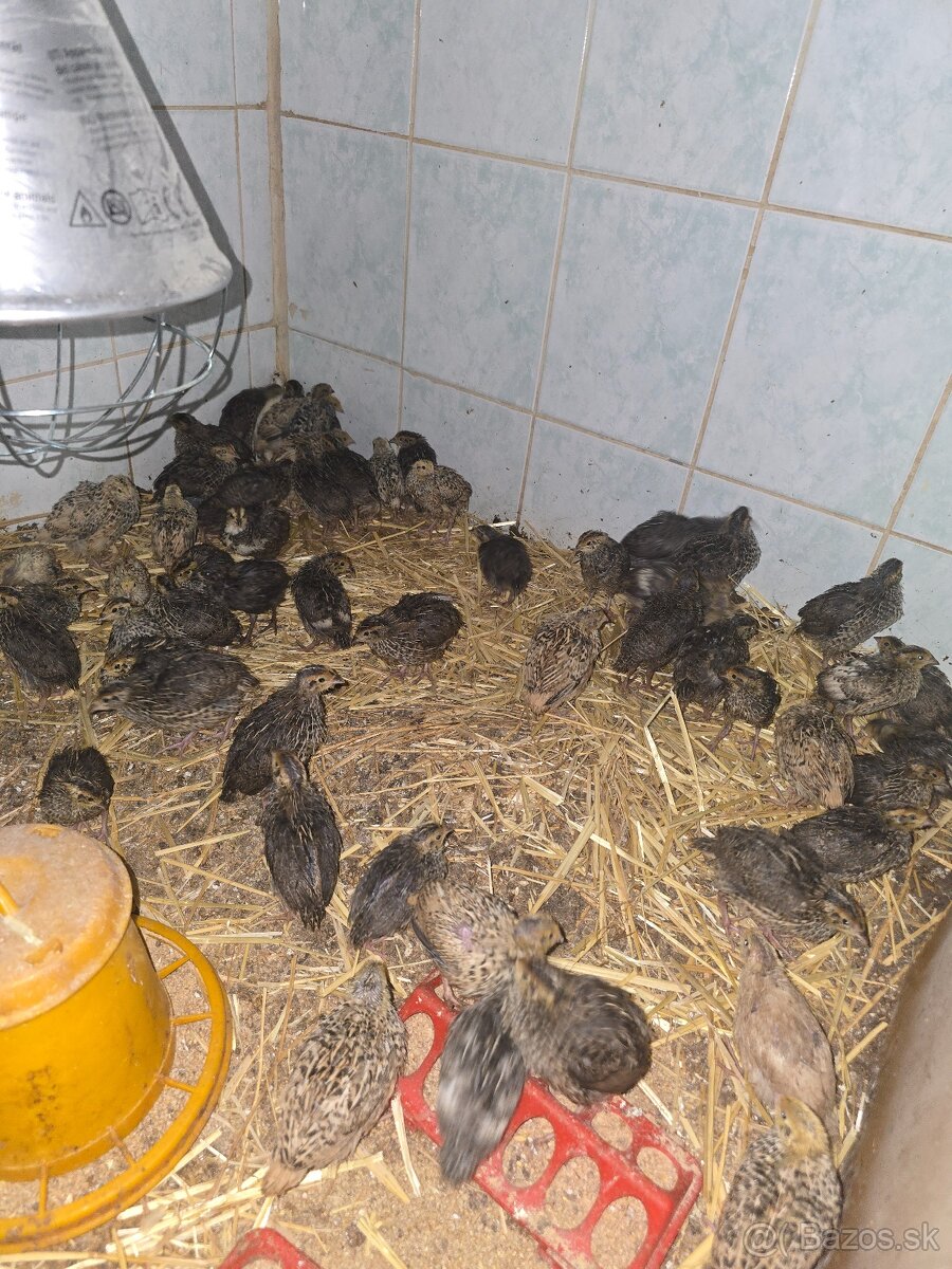 Japonské prepelice - 2