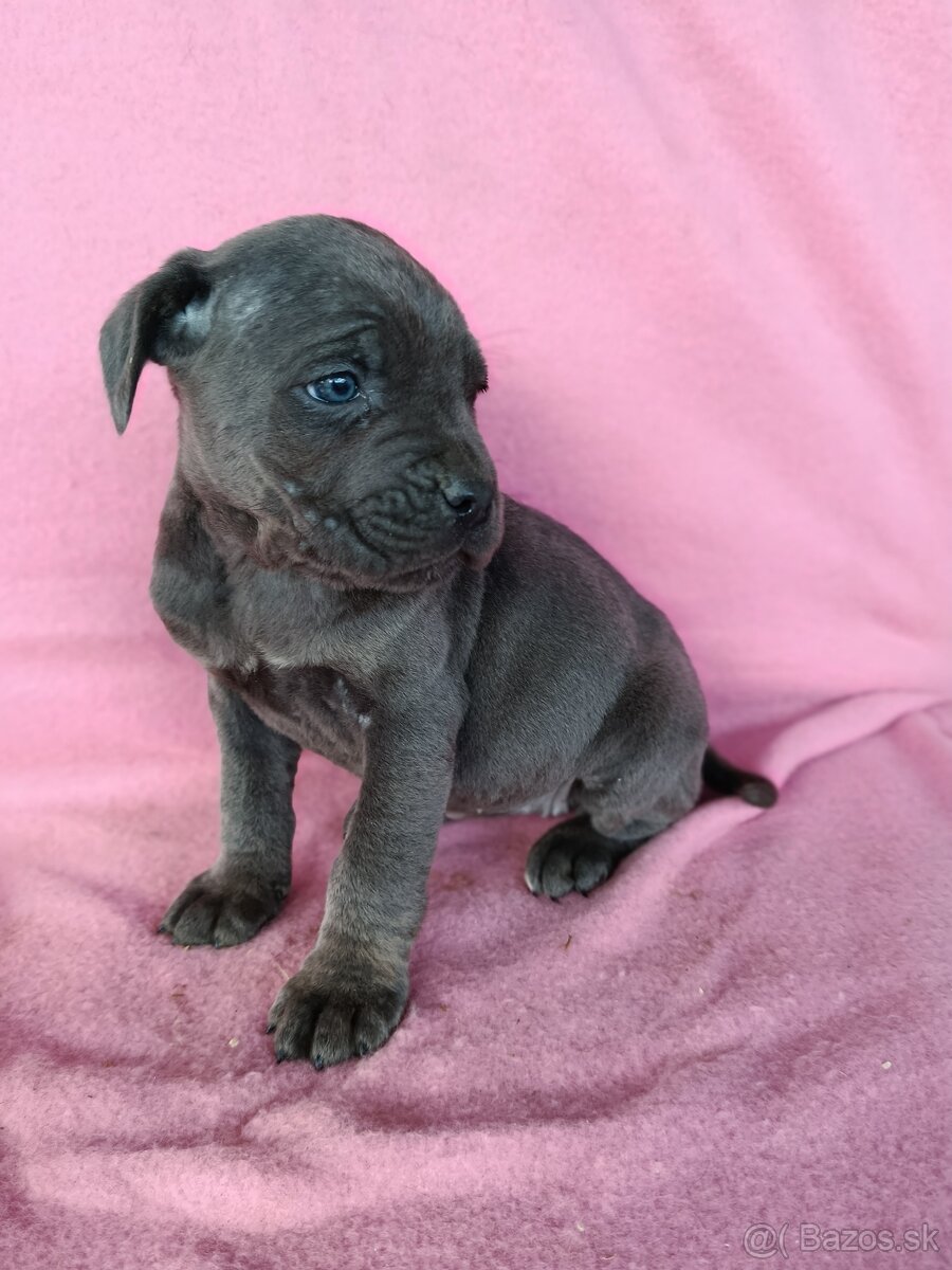 Cane Corso - 2