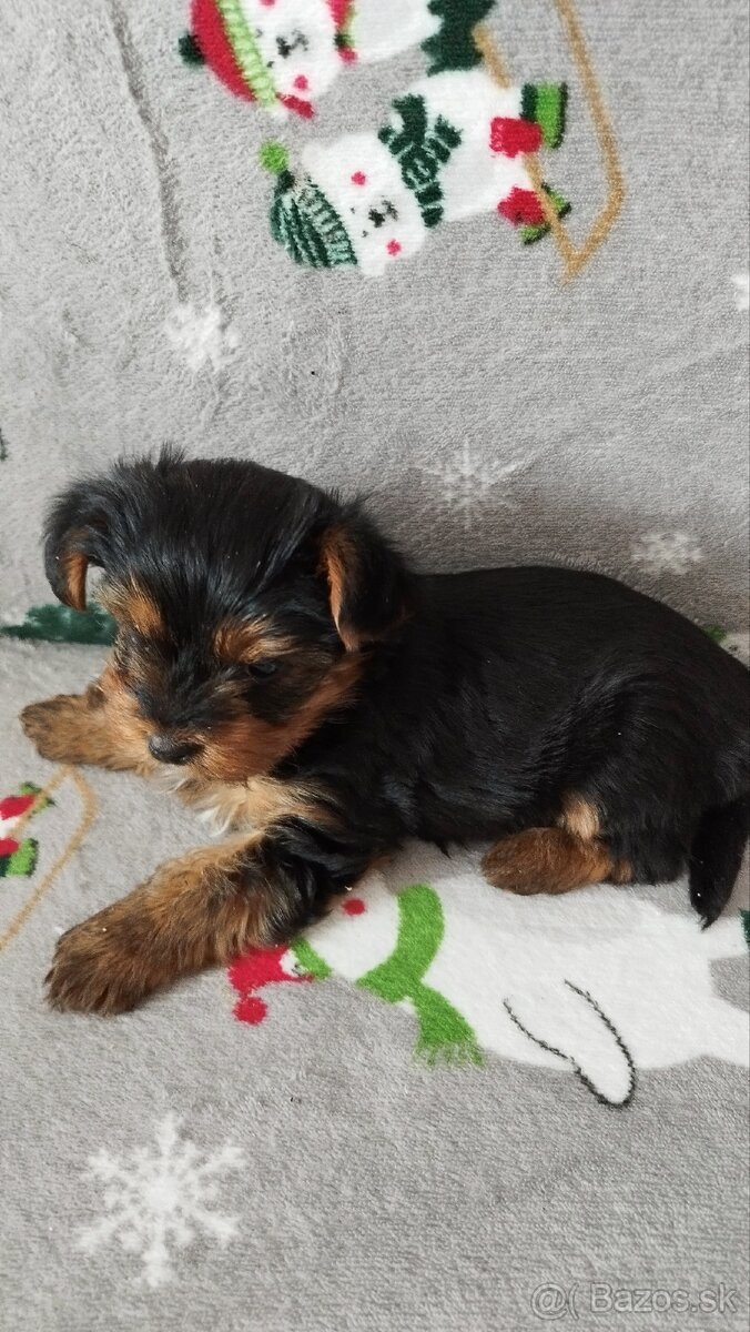 Yorkshirsky teriér - 2