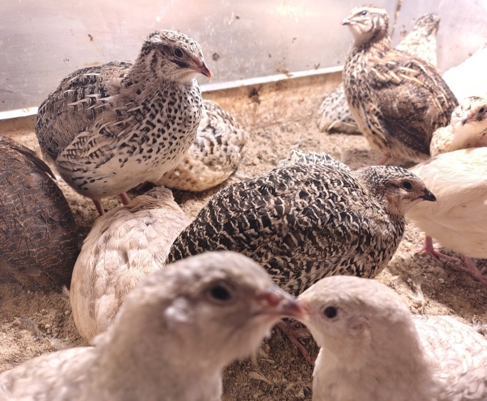 Predám japonské prepelice - 2