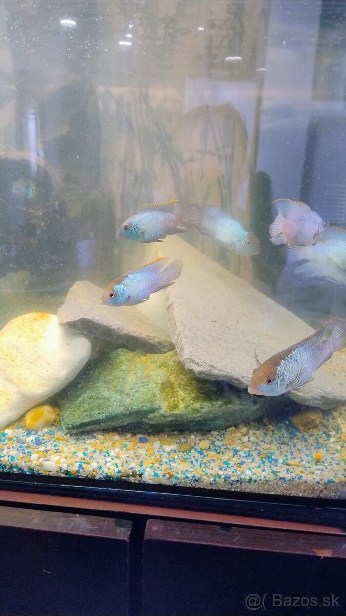 Akvárium - 2