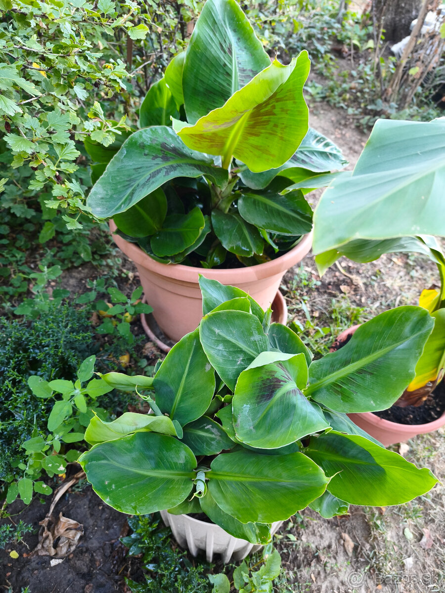 Bananovnik Dwarf Cavendish - 2